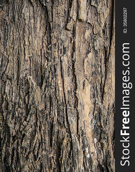 Detail shot of a brown rough bark.