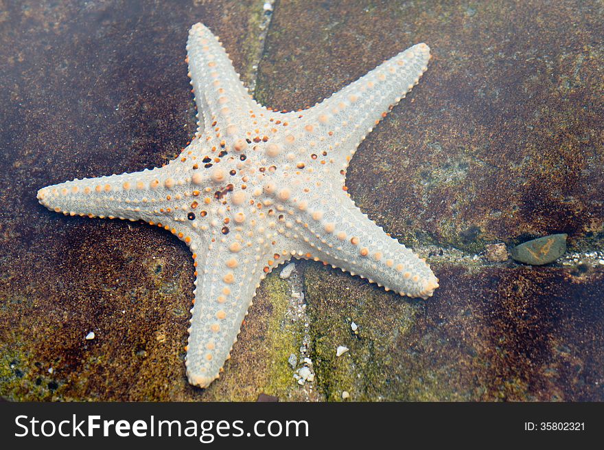 White Starfish in the water