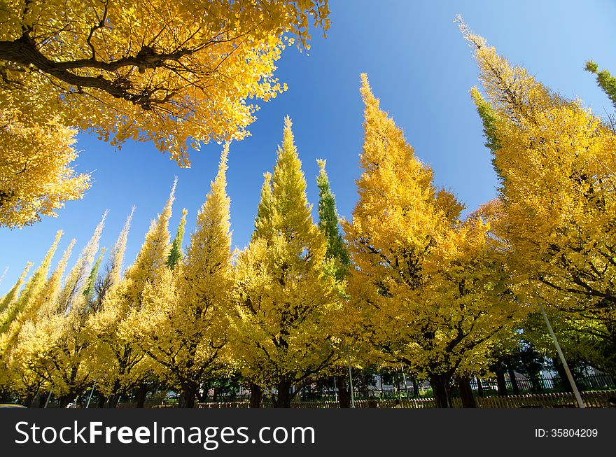 The Ginkgo Trees Against Blue Sky