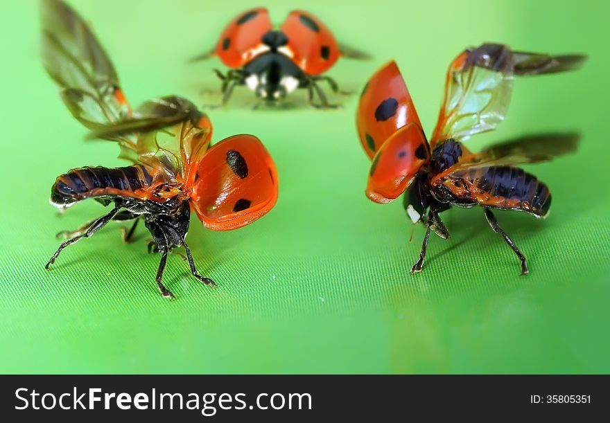 The image of a ladybug sitting on a grass