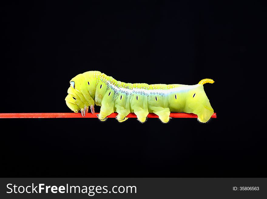 Green Worm