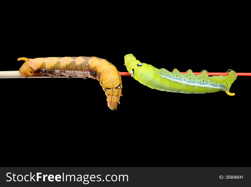 Green and brown worms on black background, butterfly worm