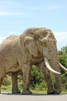 Mud Covered Bull Elephant Royalty Free Stock Image