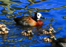 Mother Duck With Ducklings Royalty Free Stock Photography