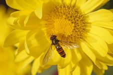 Honeybee On Chrysanthemum Stock Photo Honeybee On Chrysanthemum Stock Photo