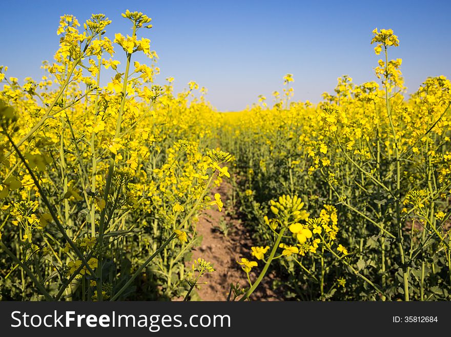 Flowering rapeseed field