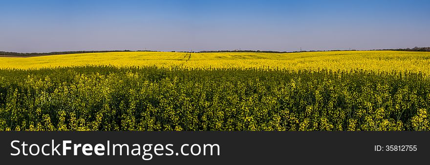 Flowering rapeseed field panorama