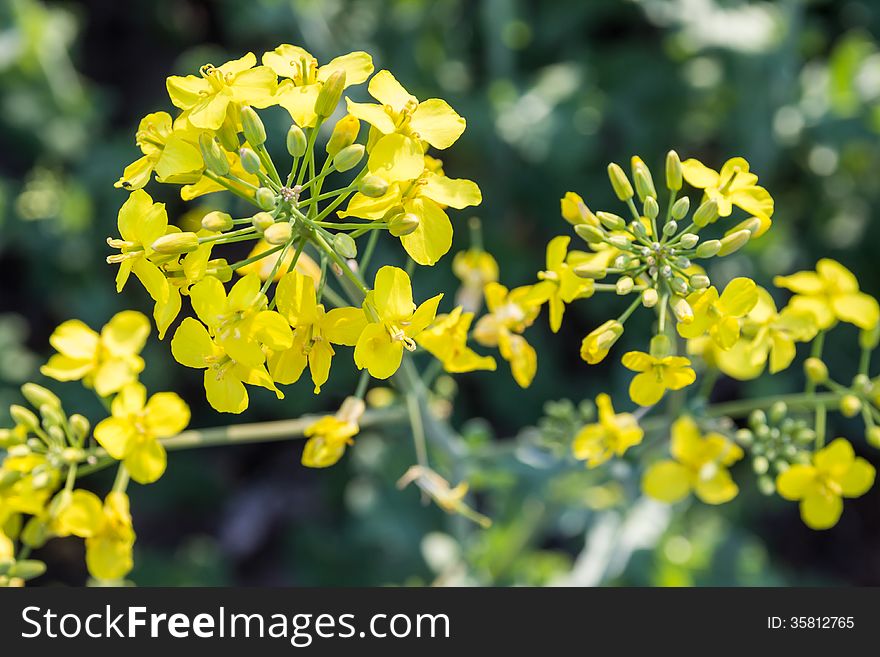 Rapeseed flower close-up, oilseed