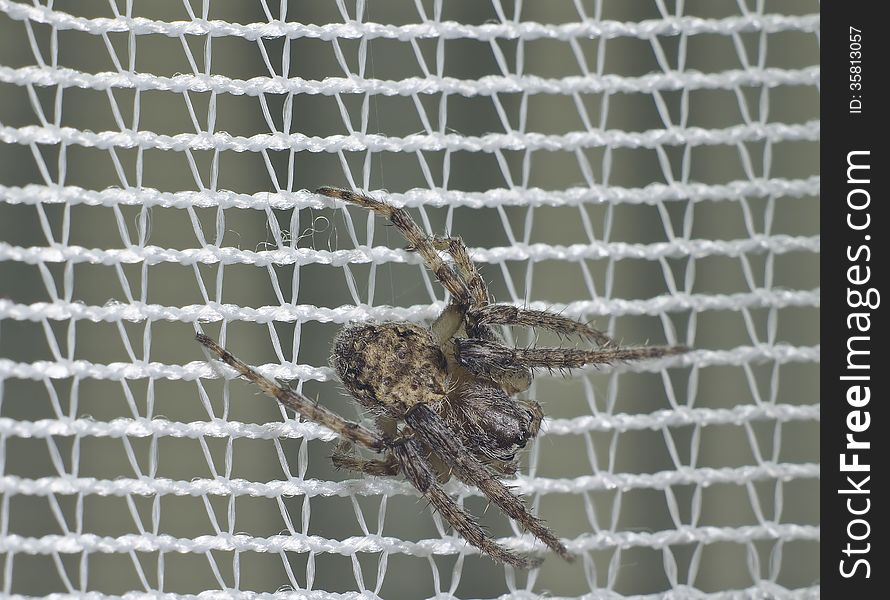 A macro photo of a spider on the net. A macro photo of a spider on the net