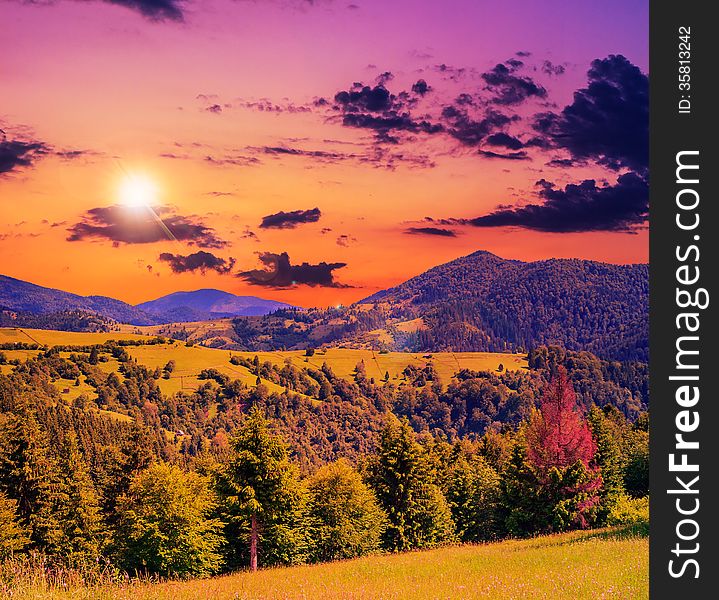 Coniferous forest on a steep mountain slope in evening