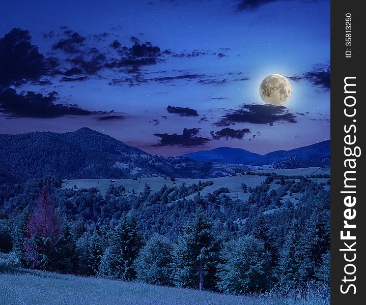 Coniferous forest on a steep mountain slope at midnight