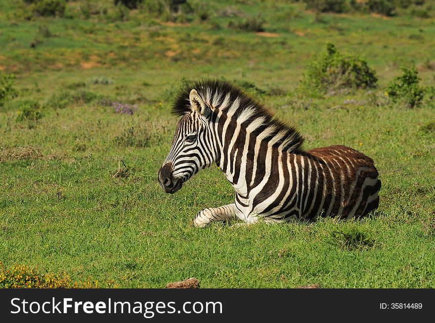 Burchell&#x27;s Zebra resting