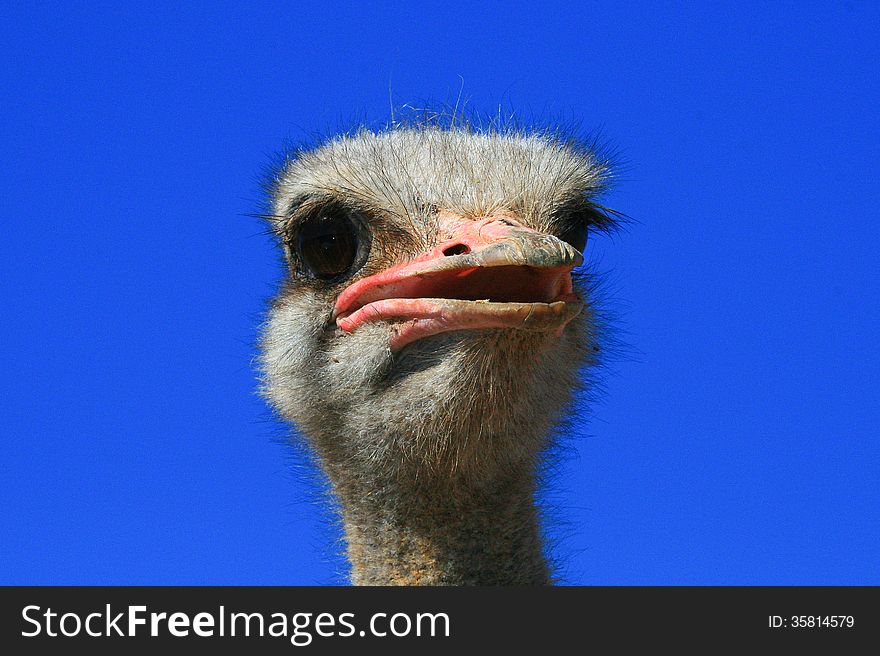 Close-up isolated image of an ostrich ( Struthio camelus ) head showing red beak and long eyelashes. Close-up isolated image of an ostrich ( Struthio camelus ) head showing red beak and long eyelashes.