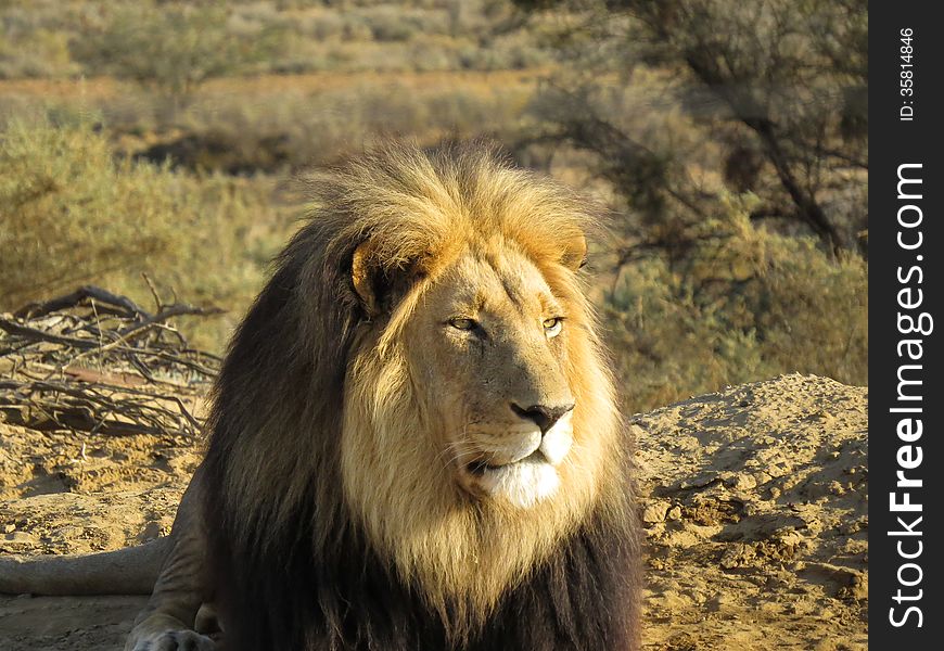 Close-up of a black-maned male lion resting in golden afternoon sunshine in a game reserve in South Africa. Close-up of a black-maned male lion resting in golden afternoon sunshine in a game reserve in South Africa.