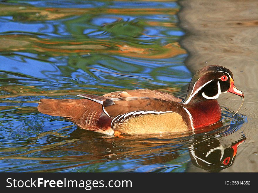 A colourful Mandarin duck with red and yellow plumage glides over silky blue and grey water reflections. A colourful Mandarin duck with red and yellow plumage glides over silky blue and grey water reflections.