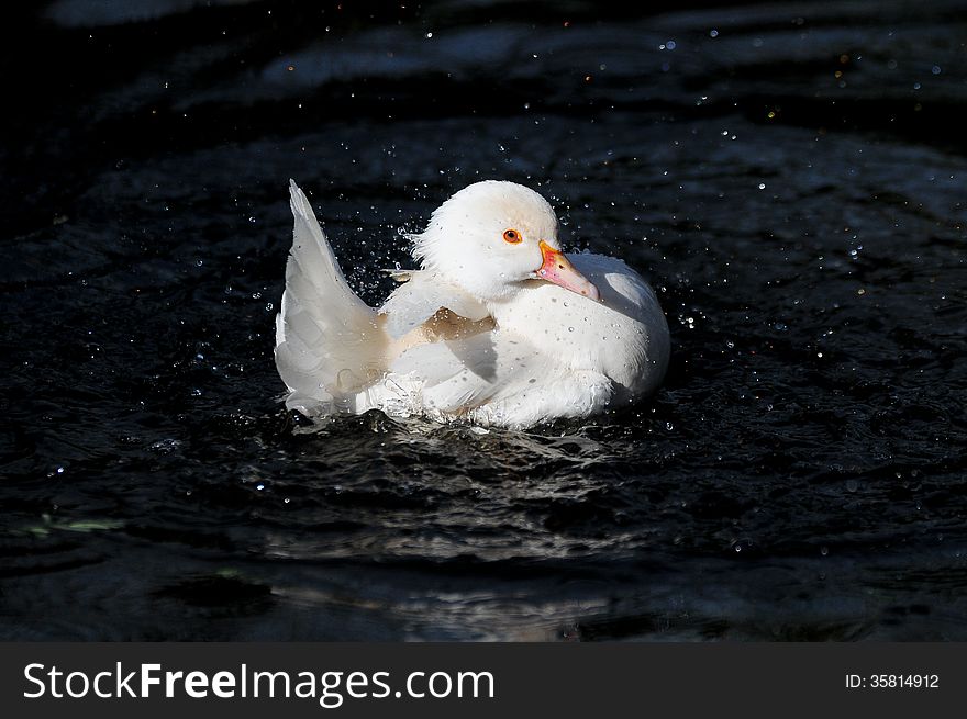 White duck splashing