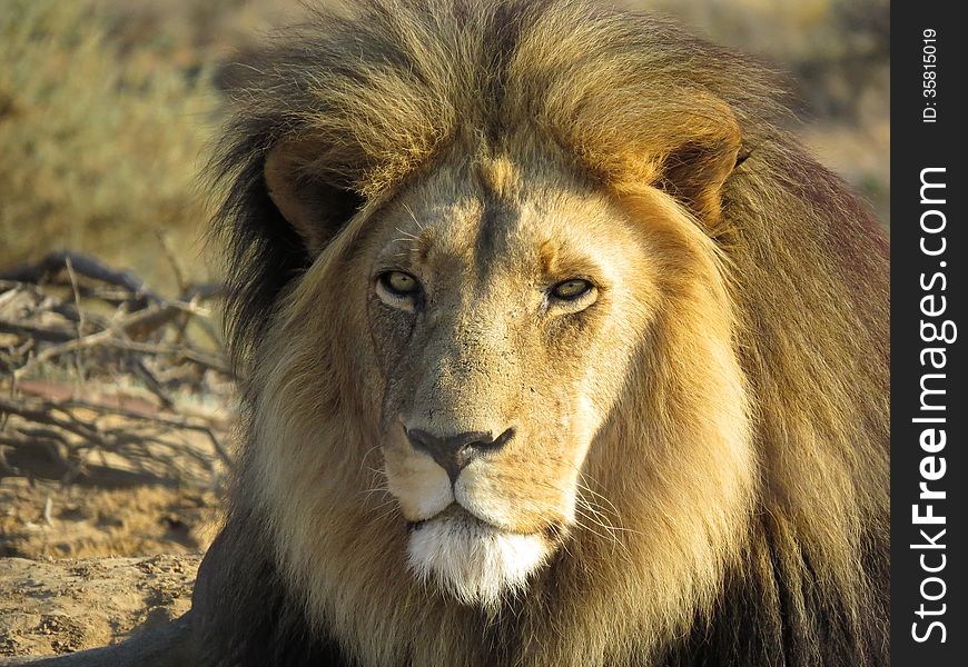 Scar Faced Lion