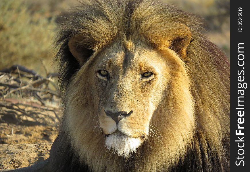 An old male lion with scars down his left cheek in afternoon sunlight in South Africa. An old male lion with scars down his left cheek in afternoon sunlight in South Africa.