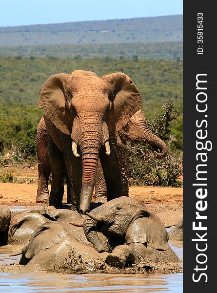 African elephants ( Loxodonta Africana ) play and splash in a muddy waterhole in Addo Elephant National Park in South Africa. African elephants ( Loxodonta Africana ) play and splash in a muddy waterhole in Addo Elephant National Park in South Africa