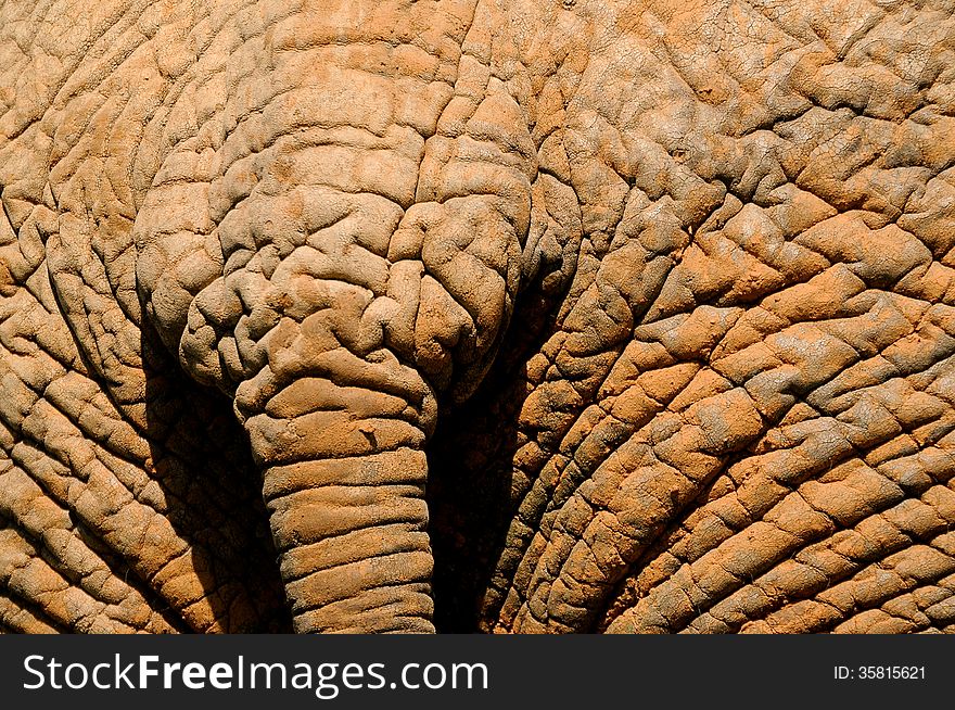 Wrinkled elephant hide