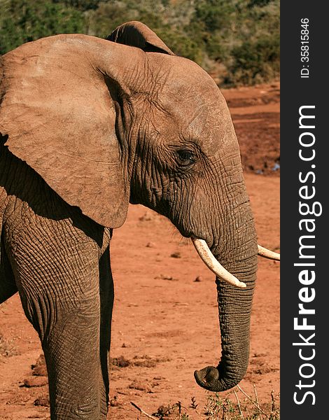 Young male elephant with tusks in a background of red dust in Addo area of South Africa. Young male elephant with tusks in a background of red dust in Addo area of South Africa.