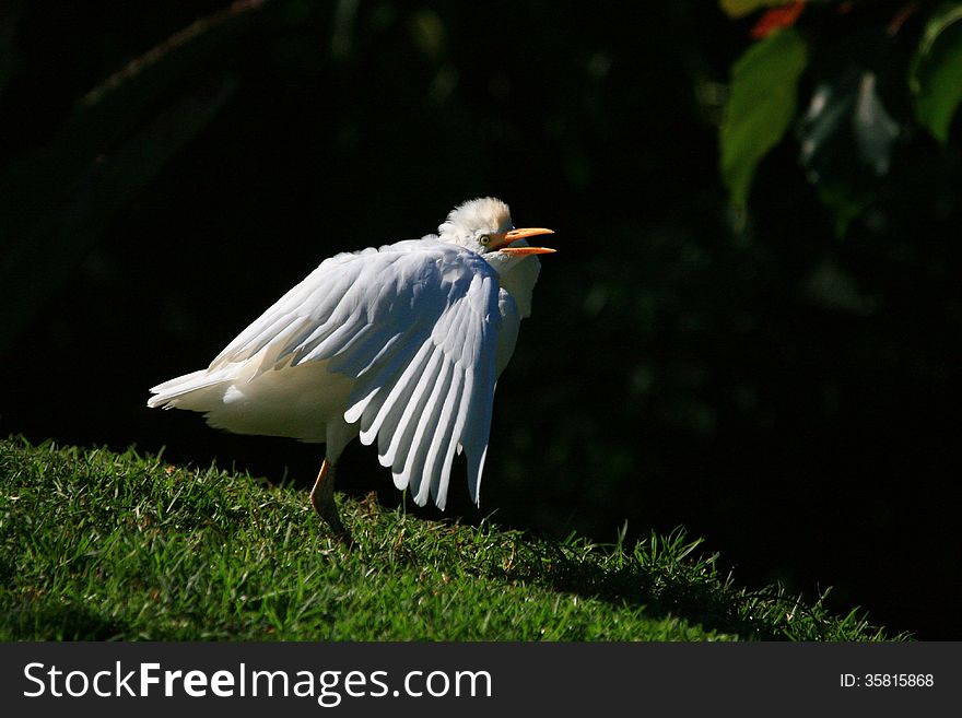 A white cattle egret partially lifts and opens its wings in a rehabilitation centre in South Africa. A white cattle egret partially lifts and opens its wings in a rehabilitation centre in South Africa.
