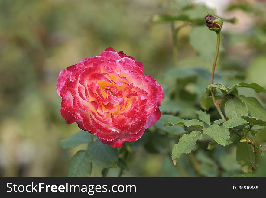 Closeup picture of beautiful rose flower.