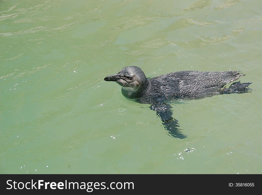 Swimming Juvenile African Penguin