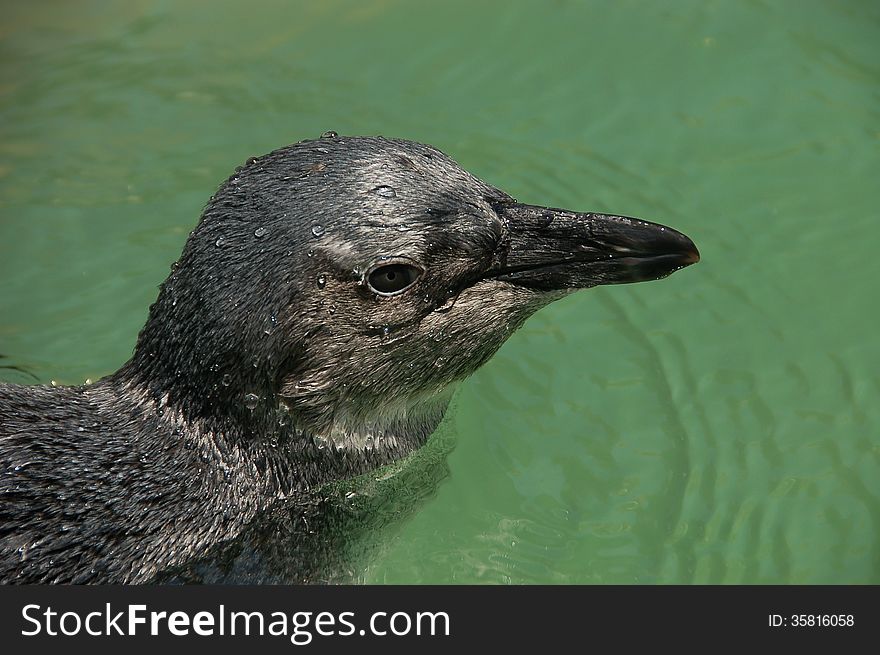 Juvenile African Penguin close up