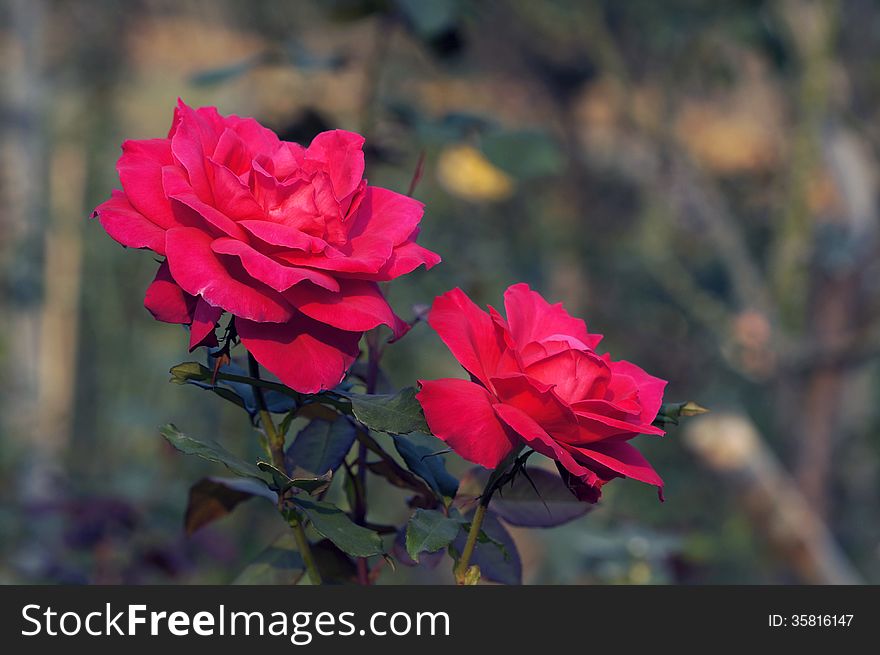 Closeup picture of beautiful rose flowers.