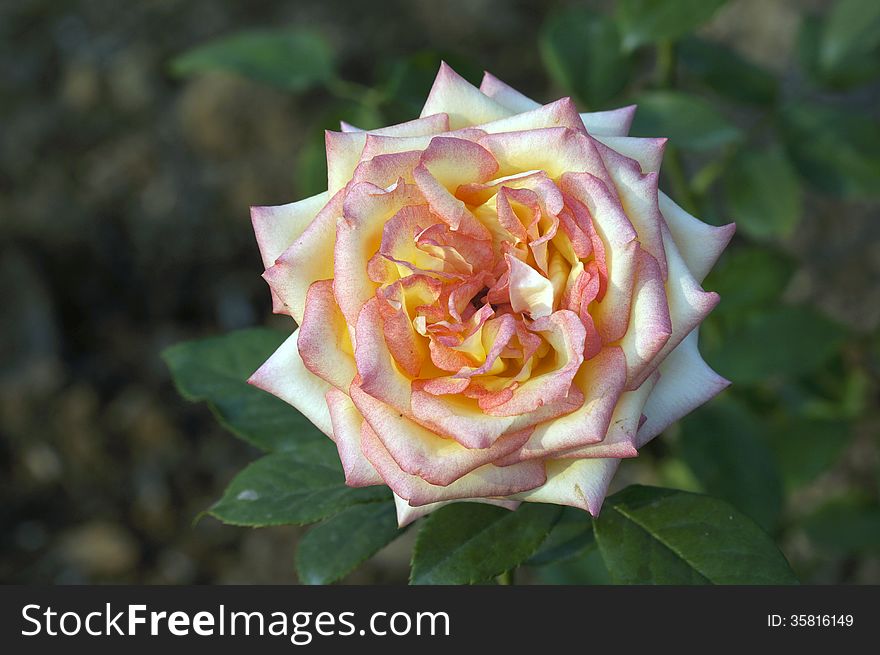 Closeup picture of beautiful rose flowers.