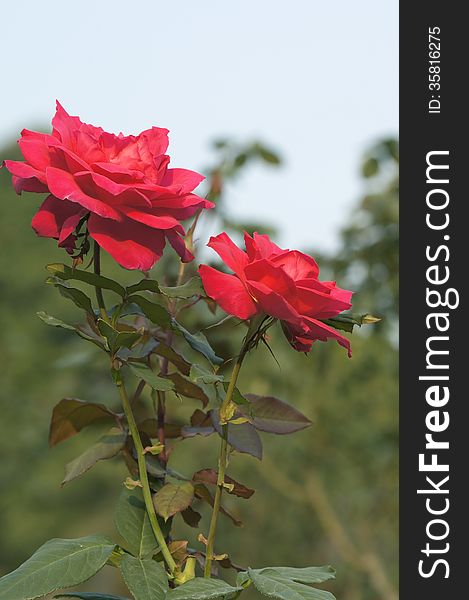 Closeup picture of beautiful rose flowers.