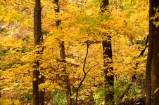 Autumn Trees In The Forest Royalty Free Stock Photos