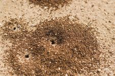 Ants Hole Royalty Free Stock Photo