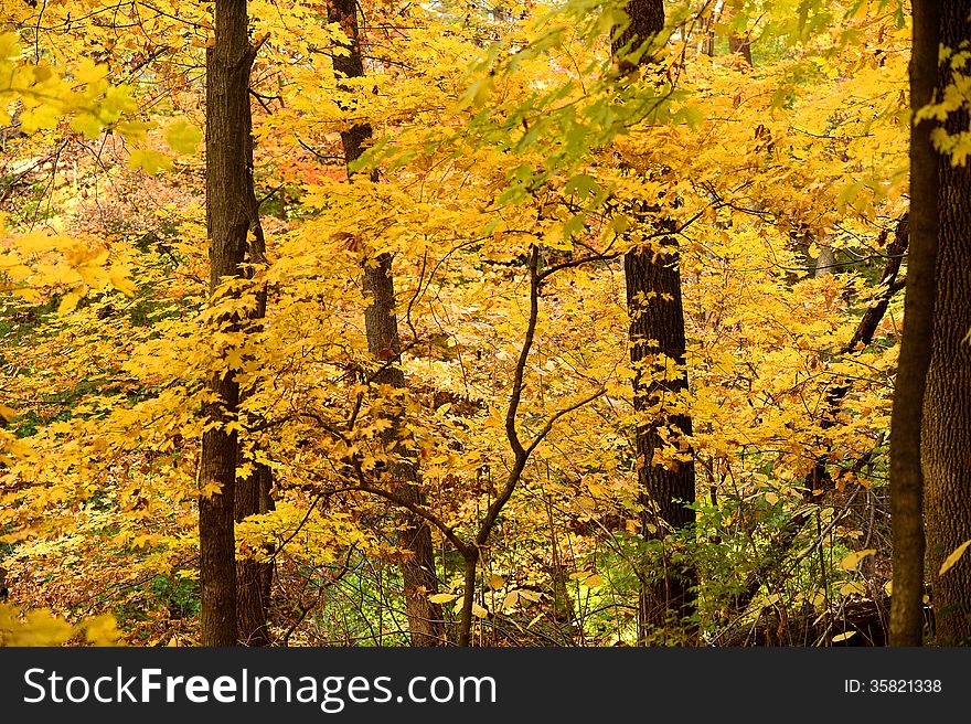 Autumn Trees in the Forest