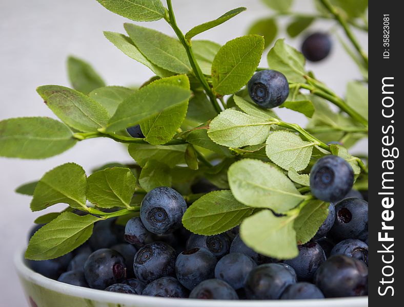 Fresh bluberries with green leaves in a bowl