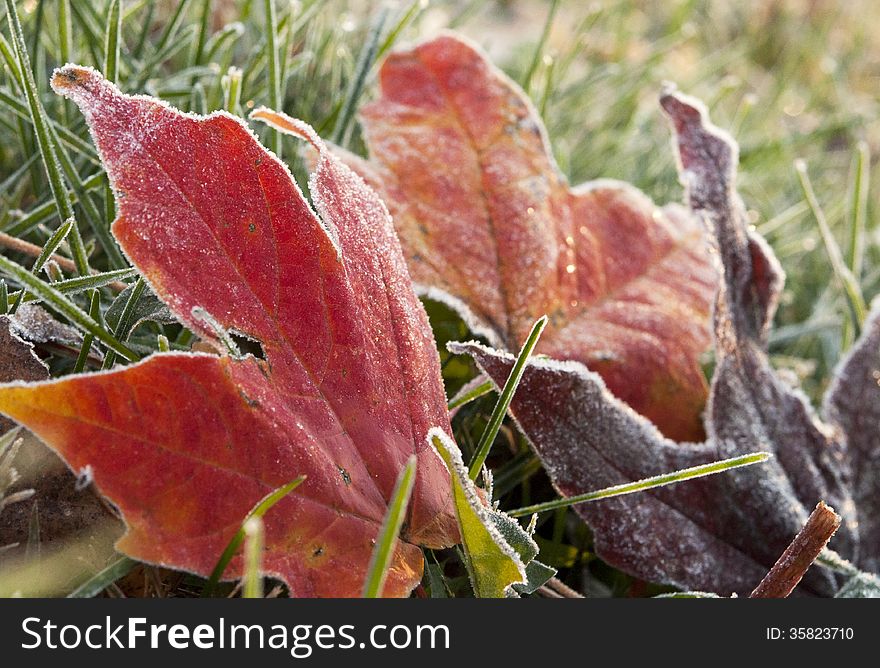 Fall frost on leaves in the grass. Fall frost on leaves in the grass.