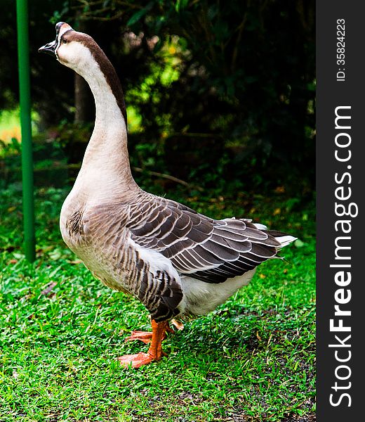 Adult goose at natural habitat