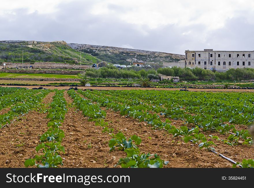 A view of maltese crops near golden bay, Malta. A view of maltese crops near golden bay, Malta