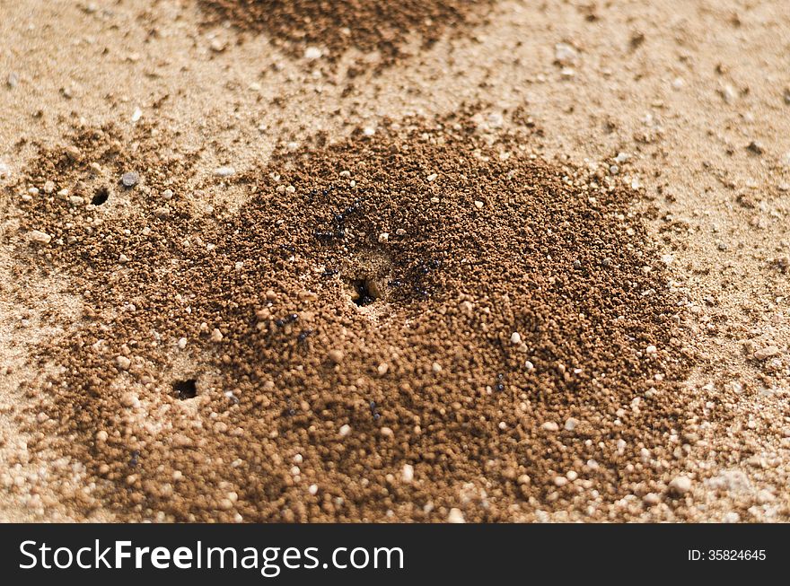 A group of ants working their way inside an ants hole, maltese countryside