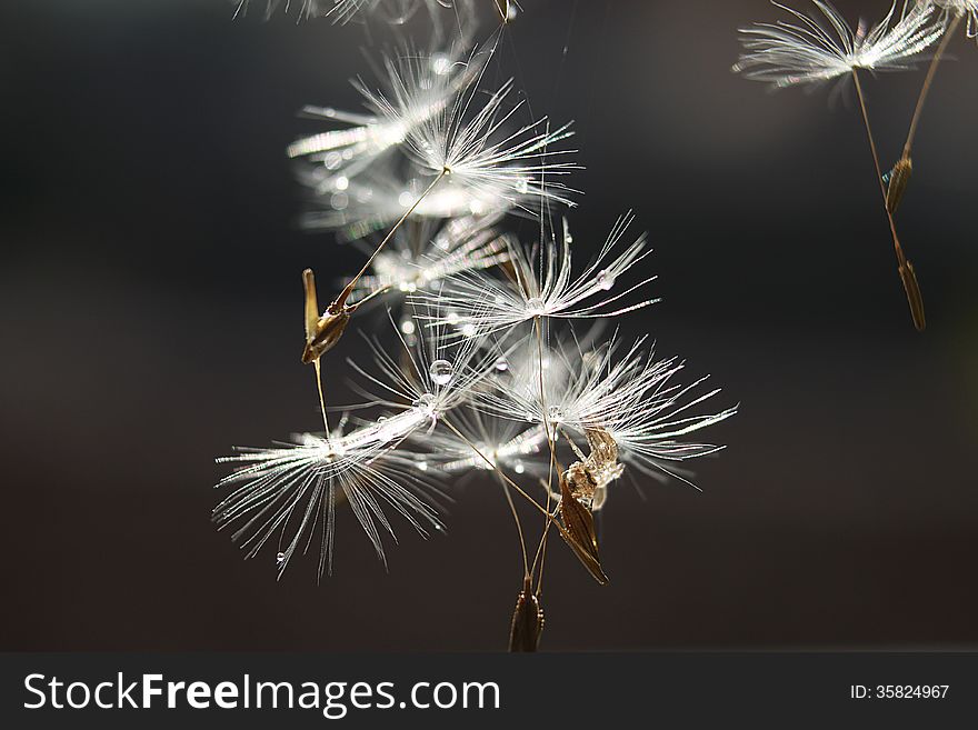 Dandelion petals up in the air. Dandelion petals up in the air