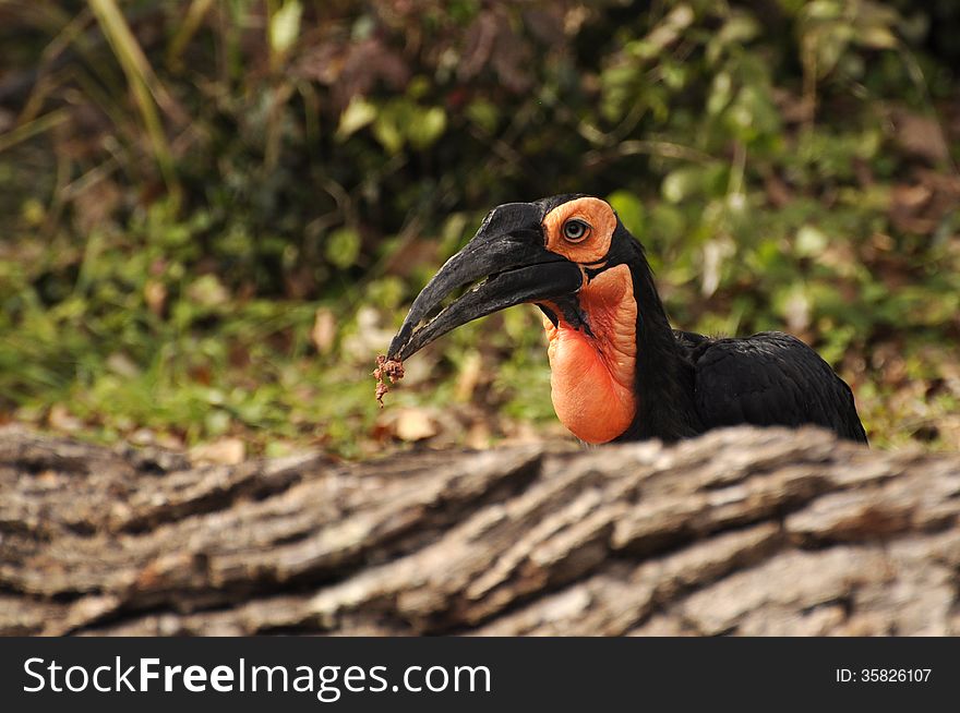 Large black and orange bird eating