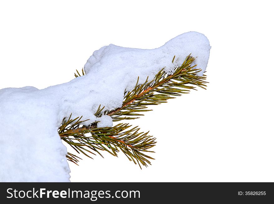 Branch in the snow on a white background isolated