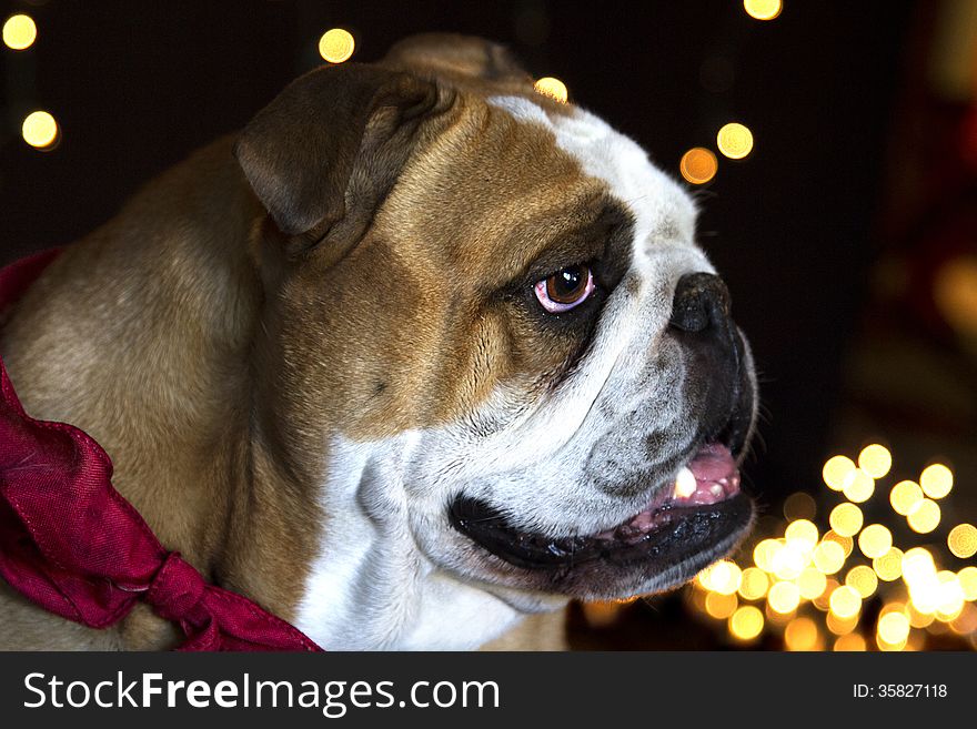 Red and white English Bulldog wearing a red bow waiting for Santa Clause to come in front of white Christmas lights. Red and white English Bulldog wearing a red bow waiting for Santa Clause to come in front of white Christmas lights