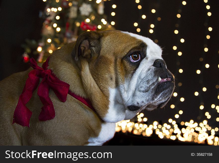 Red and White English Bulldog waiting for Santa Clause to come in front of white lights and the Christmas tree, wearing a red bow. Red and White English Bulldog waiting for Santa Clause to come in front of white lights and the Christmas tree, wearing a red bow.