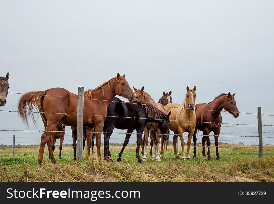 Group of horses standing by a fence in a pasture