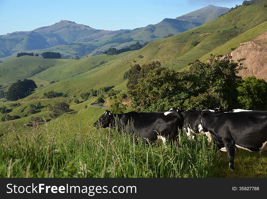 Cows Appreciating A Spectacular View Of Akaroa Harbour