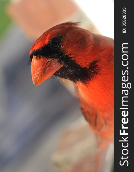 Red Cardinal outside on the windowsill