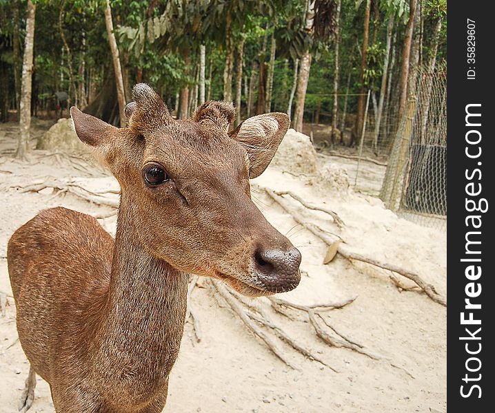 Roe Deer Doe