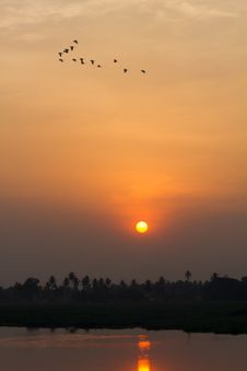 Flock Of Birds During Sunset Royalty Free Stock Images